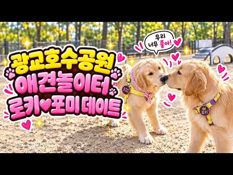 광교호수공원 무료애견놀이터 로키 포미 데이트 26년10월10일 영상 썸네일